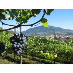 Pinot Grigio Vigneti delle Dolomiti IGT