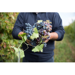 Infinitum Primitivo Puglia IGT Rosso