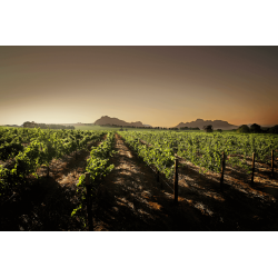 Zonnebloem Merlot