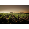 Zonnebloem Merlot