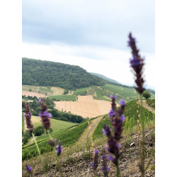 CASTELL LAVIE Alkoholfrei